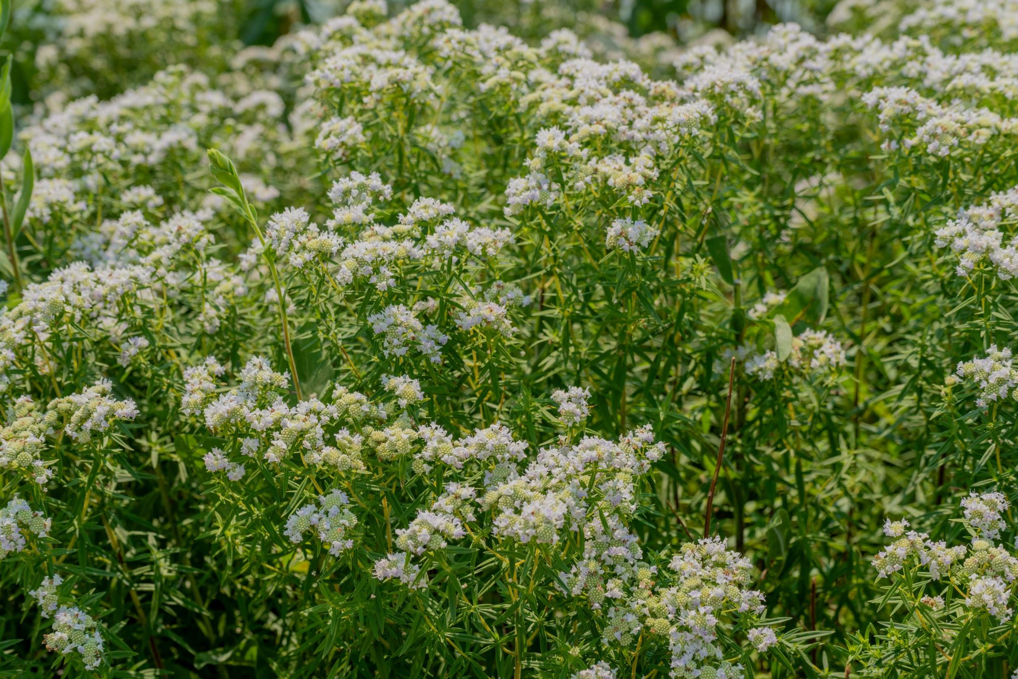 Pychnanthemum virginianum