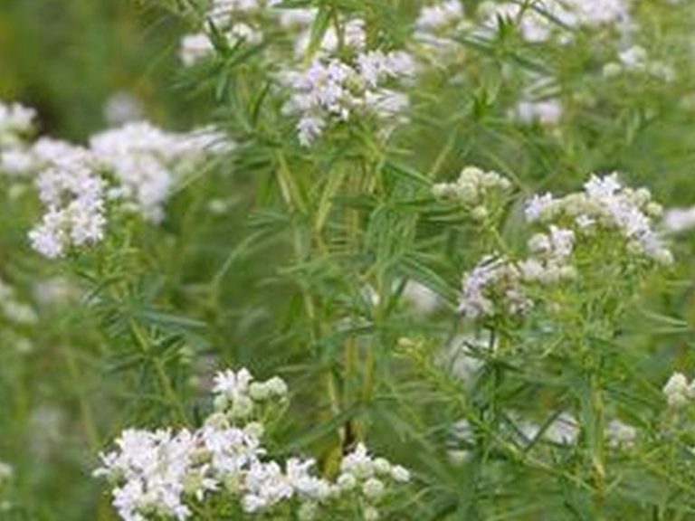 Pychnanthemum_virginianum_dar_R_1