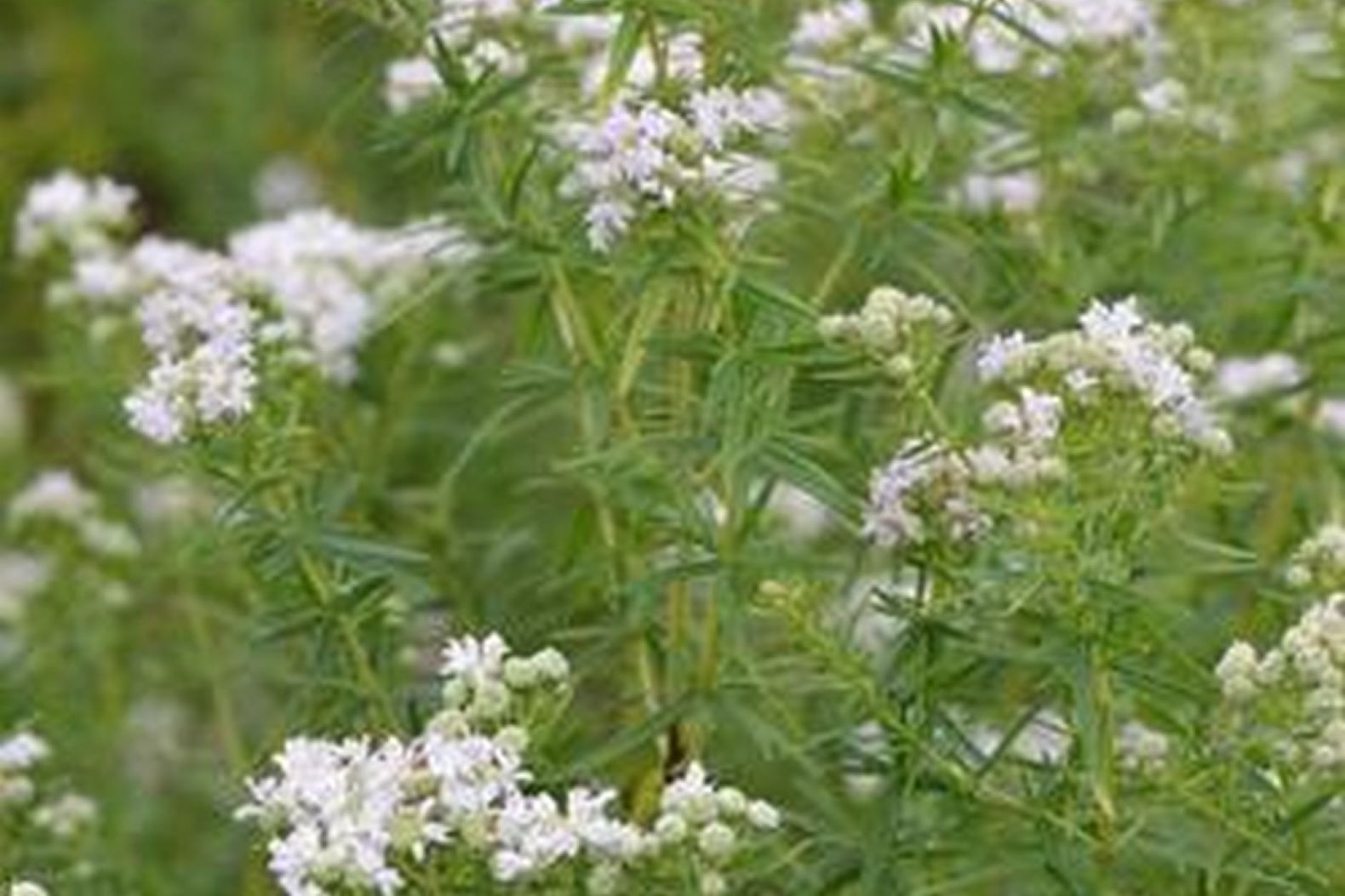 Pychnanthemum virginianum