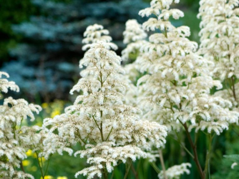 Rodgersia_aesculifolia_ziedai_R_1