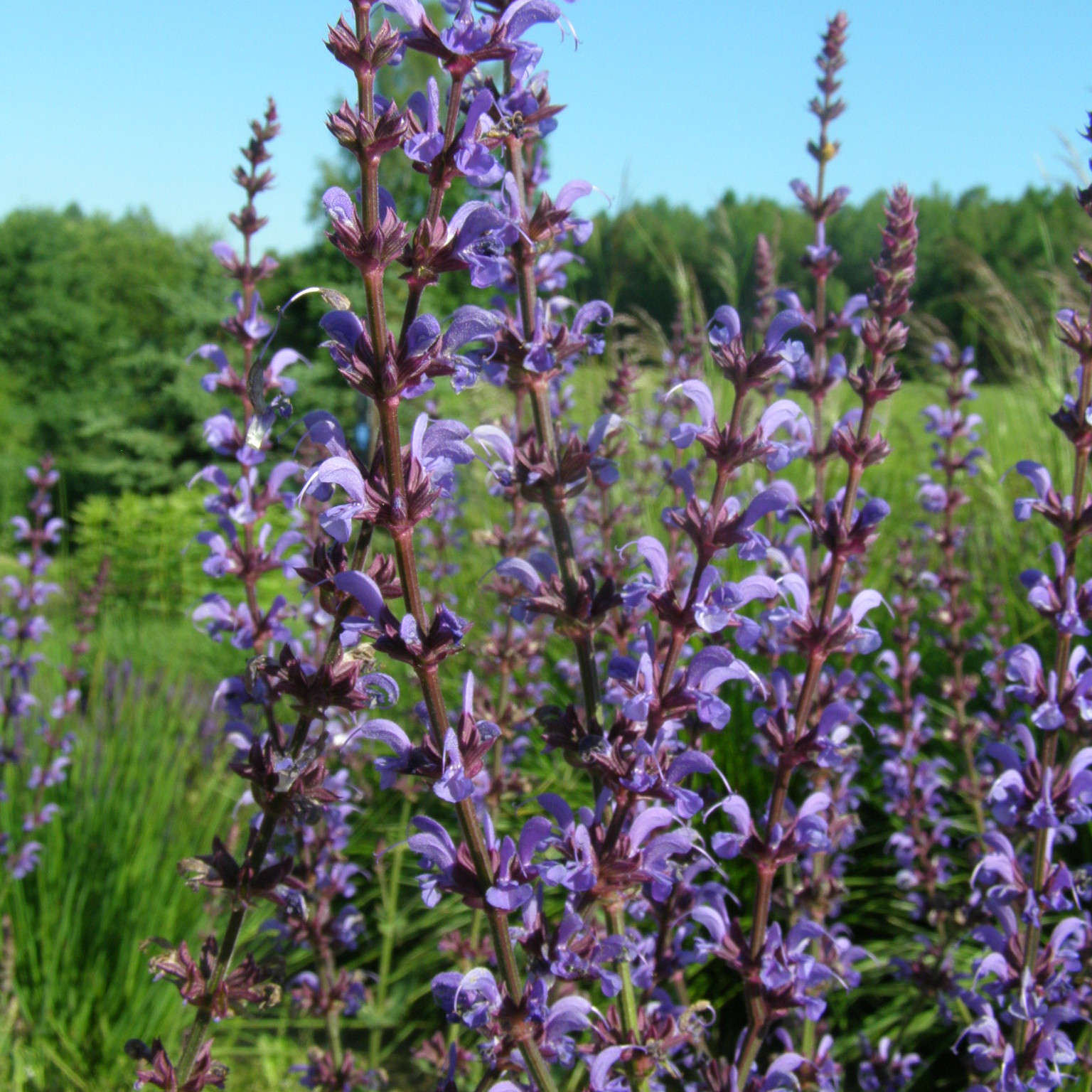 charset=InvalidCharsetId Salvia DEAR ANJA