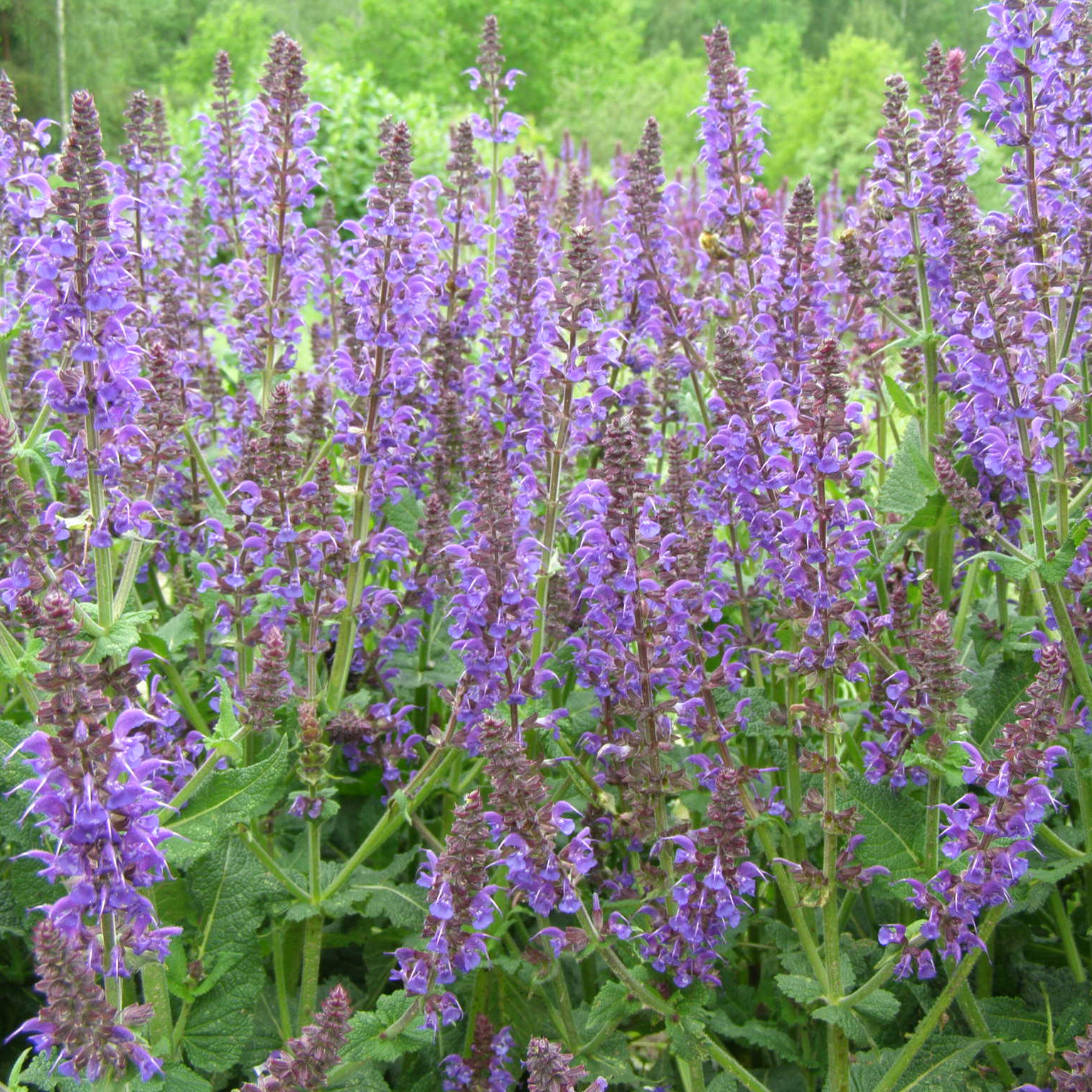 charset=InvalidCharsetId Salvia MAINACHT