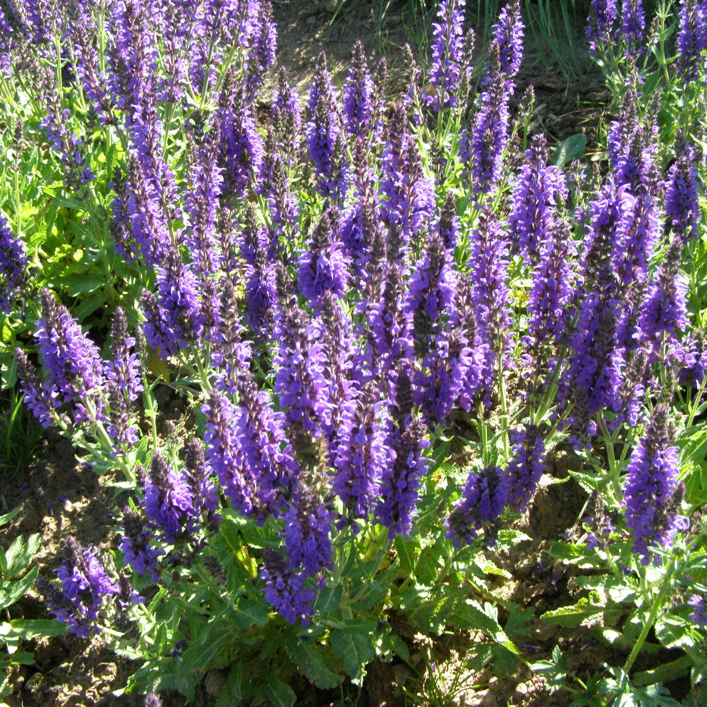 charset=InvalidCharsetId Salvia MARCUS