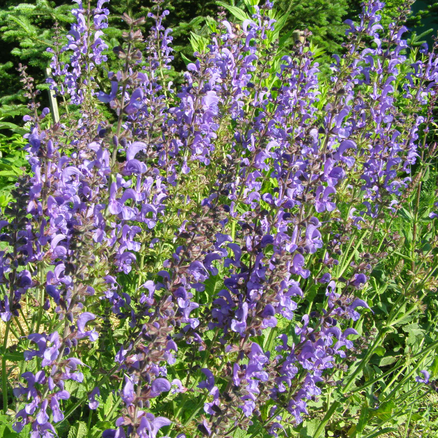 charset=InvalidCharsetId Salvia RAPSODY IN BLUE