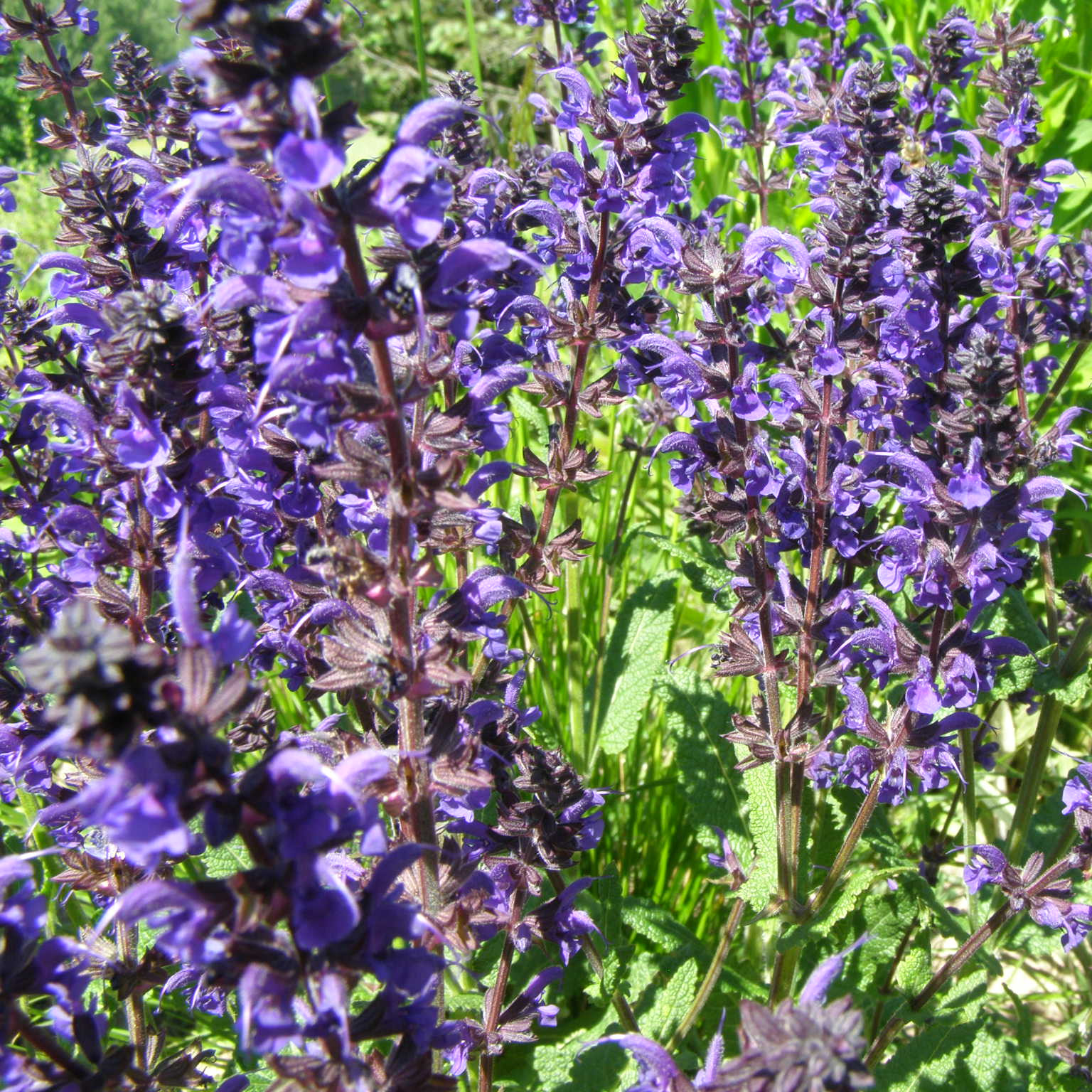 charset=InvalidCharsetId Salvia VIOLA KLOSE-baigia zydeti