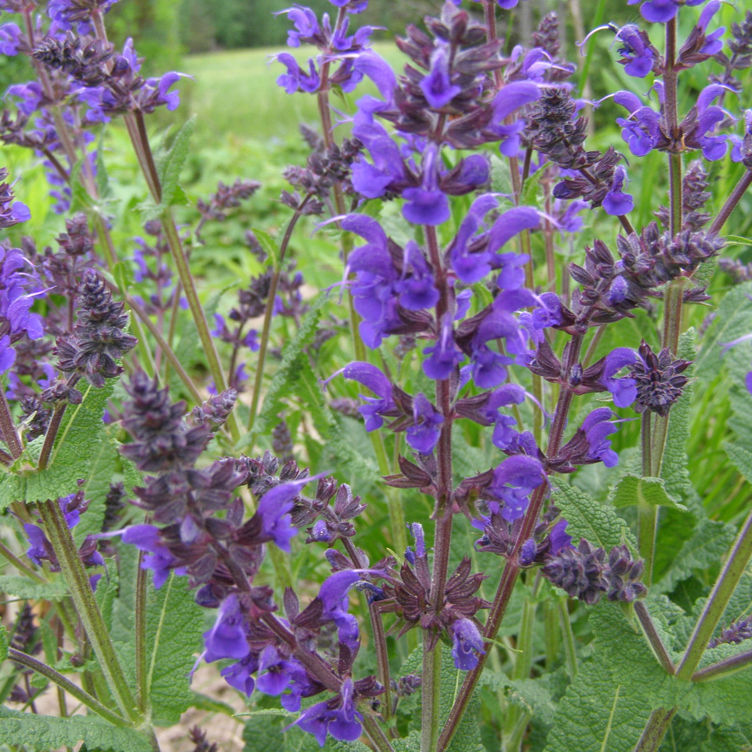 charset=InvalidCharsetId Salvia nemorosa-VIOLA KLOSE ziedai