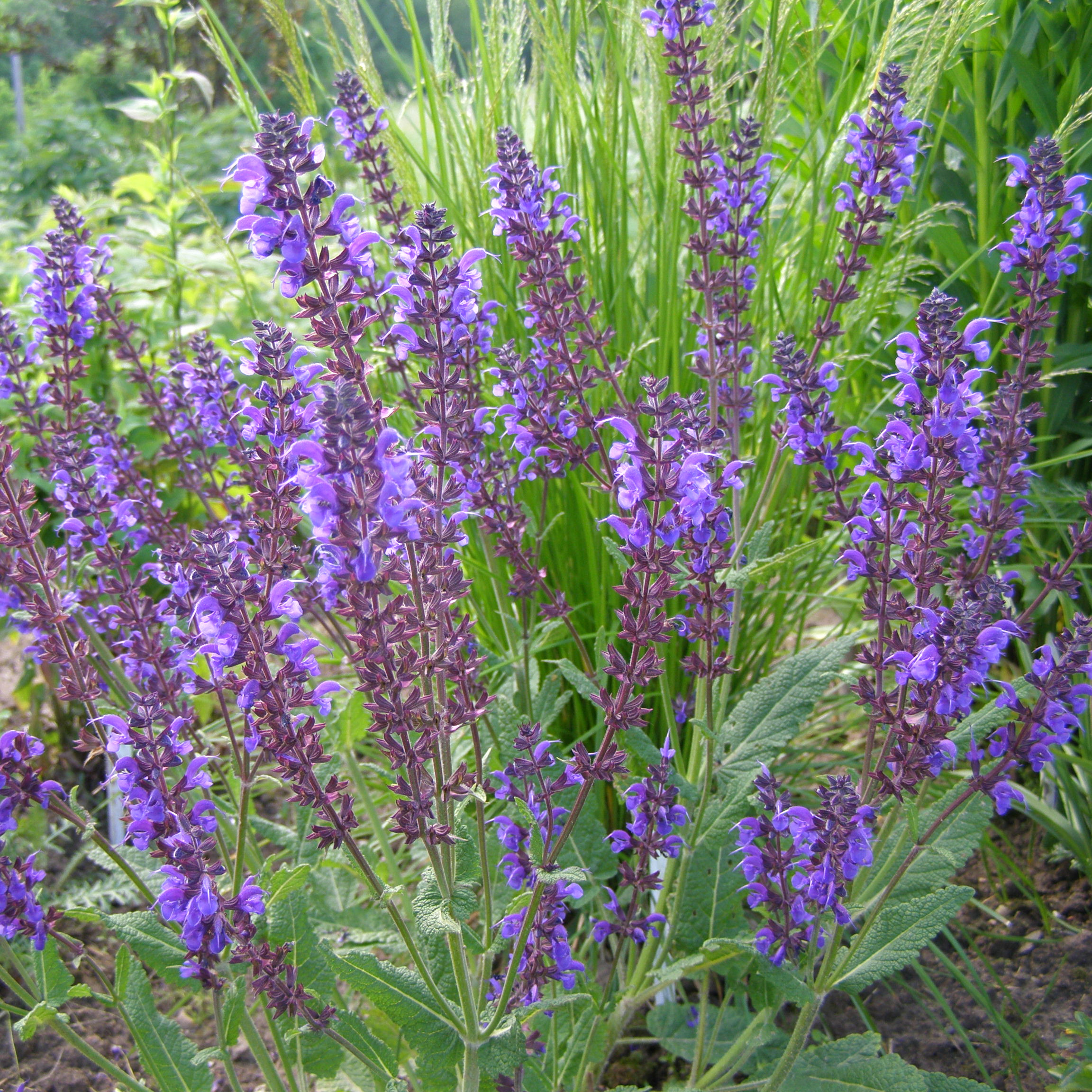 charset=InvalidCharsetId Salvia nemorosa VIOLA KLOSE