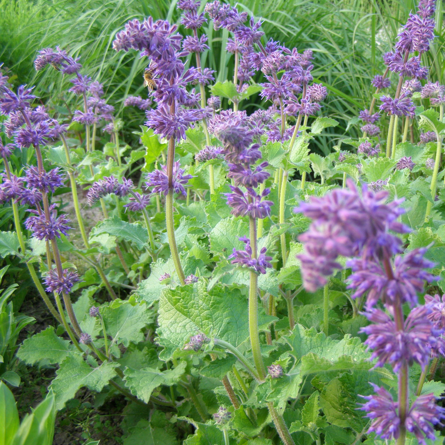 charset=InvalidCharsetId Salvia verticillata Purple Rain augalai