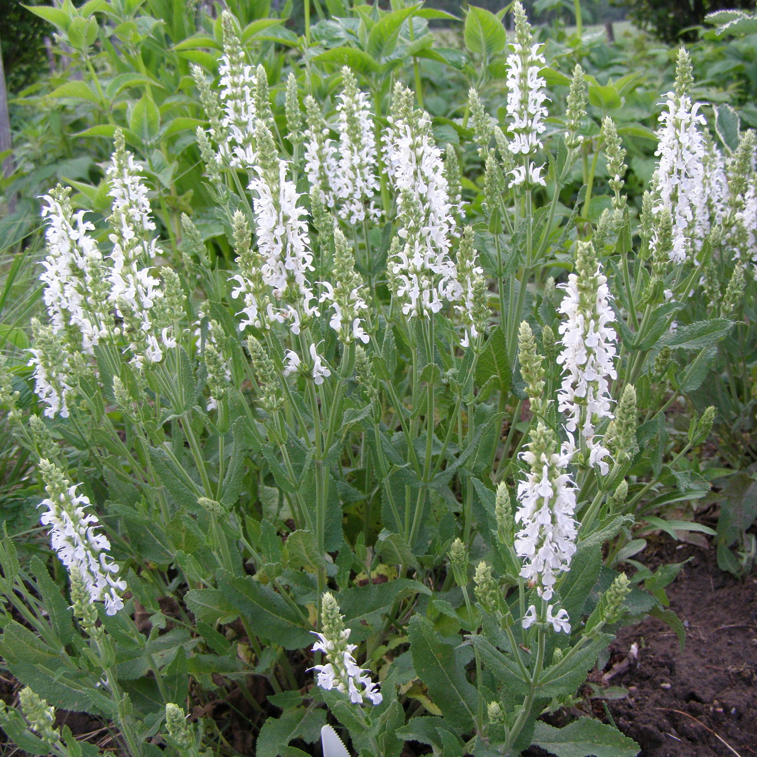 charset=InvalidCharsetId Salvia ADRIAN
