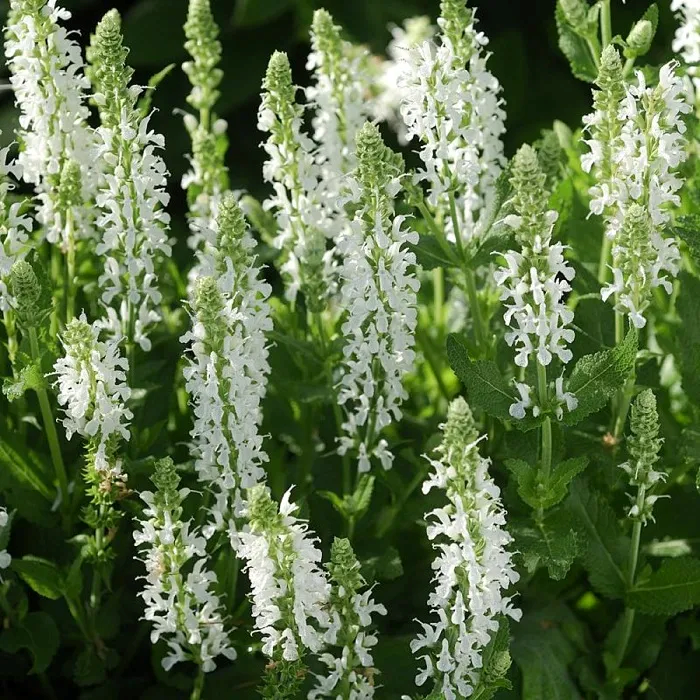 Salvia Schneehugel