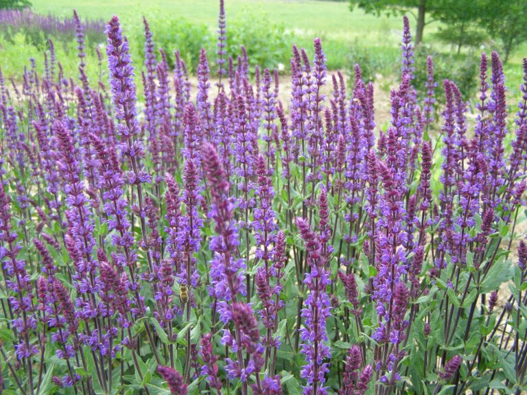 Salvia_nemorosa_CARADONNA_grozis