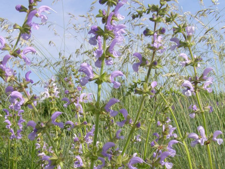 Salvia_pratensis_SKY_DANCE_1_T_1