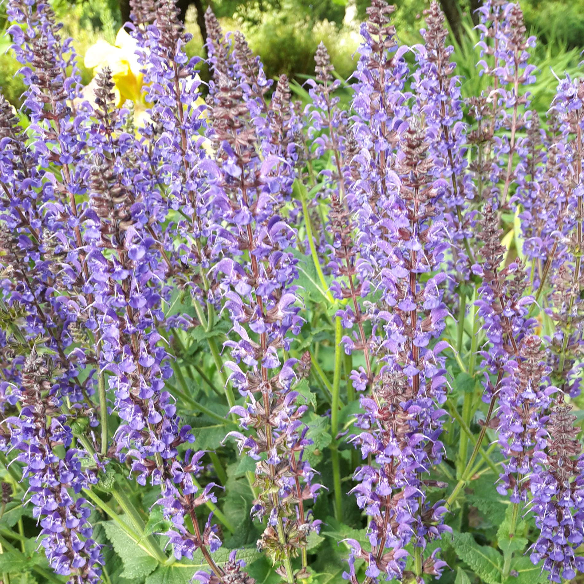 Salvia MAINACHT