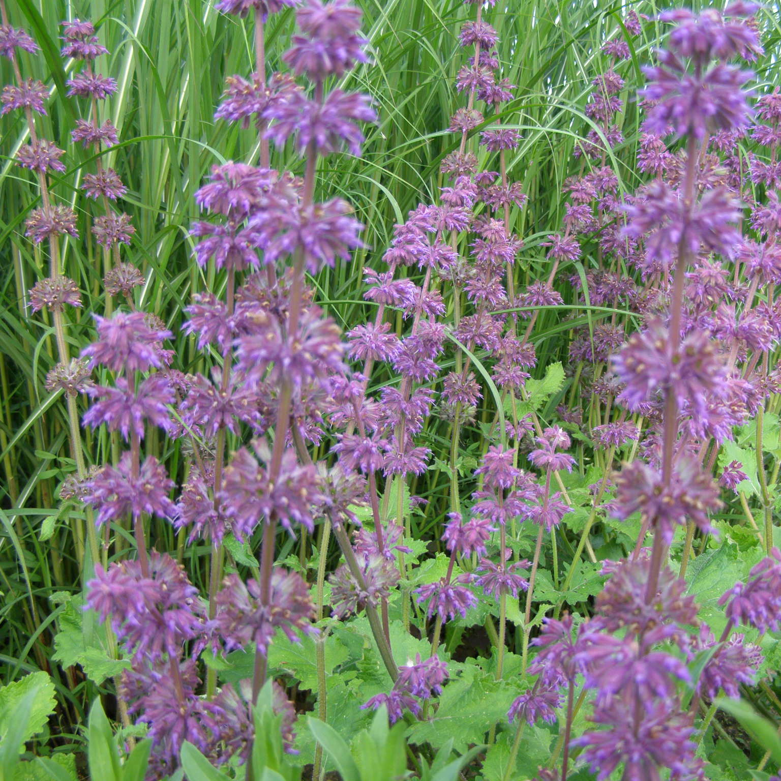 charset=InvalidCharsetId Salvia verticillata Purple Rain