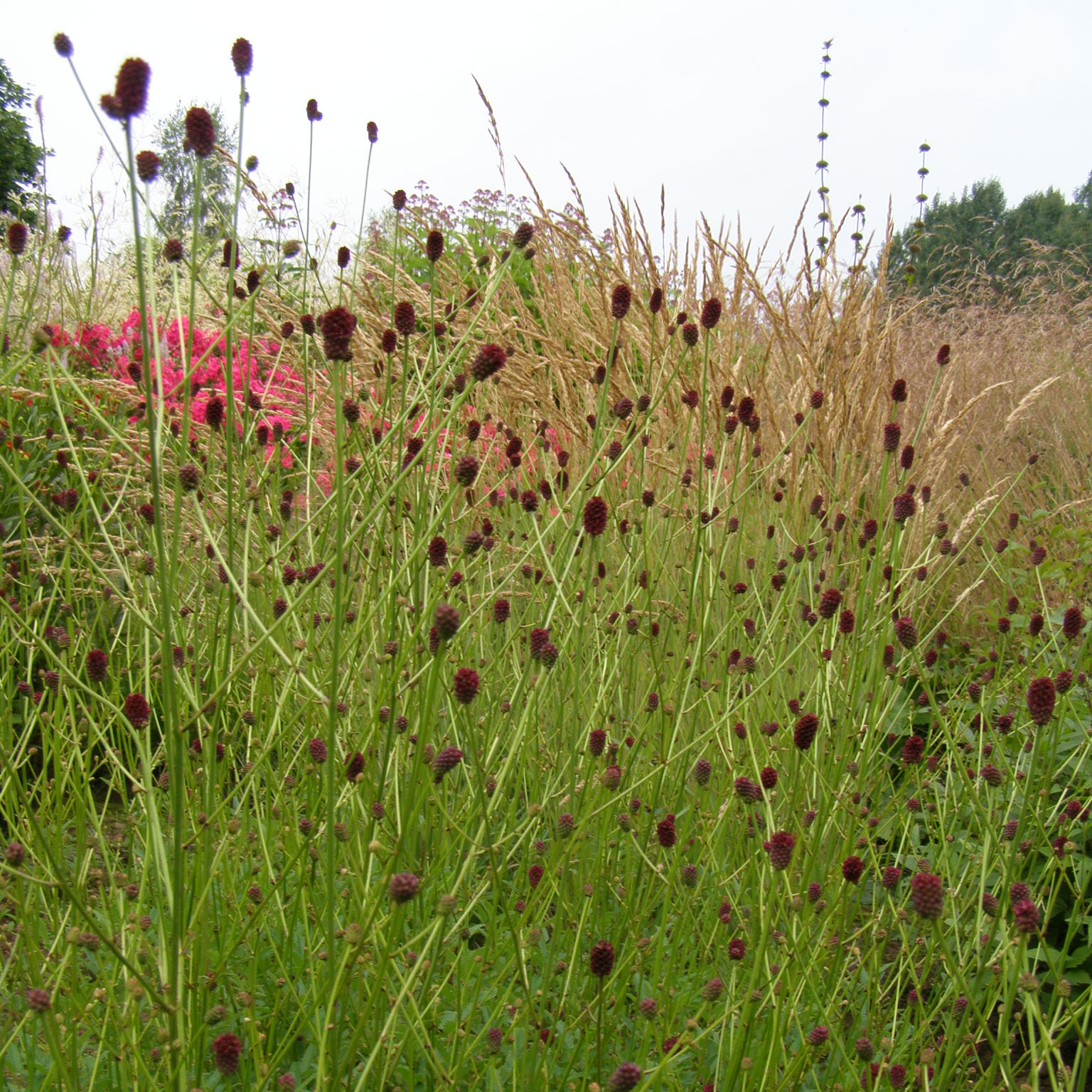 charset=InvalidCharsetId sanguisorba 'Red Sunset'