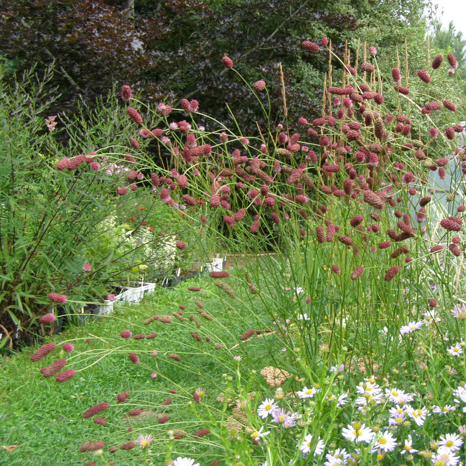 charset=InvalidCharsetId Sanguisorba 'Sangria'