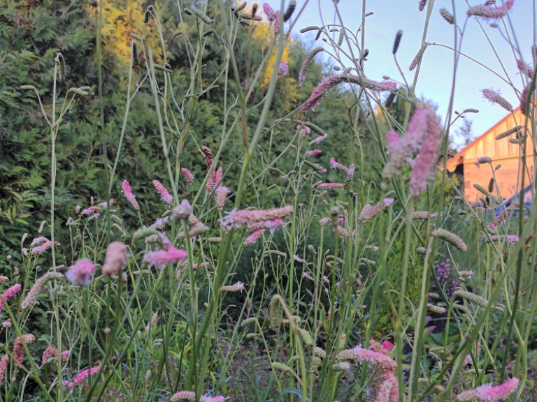 Sanguisorba Strawberry Frost