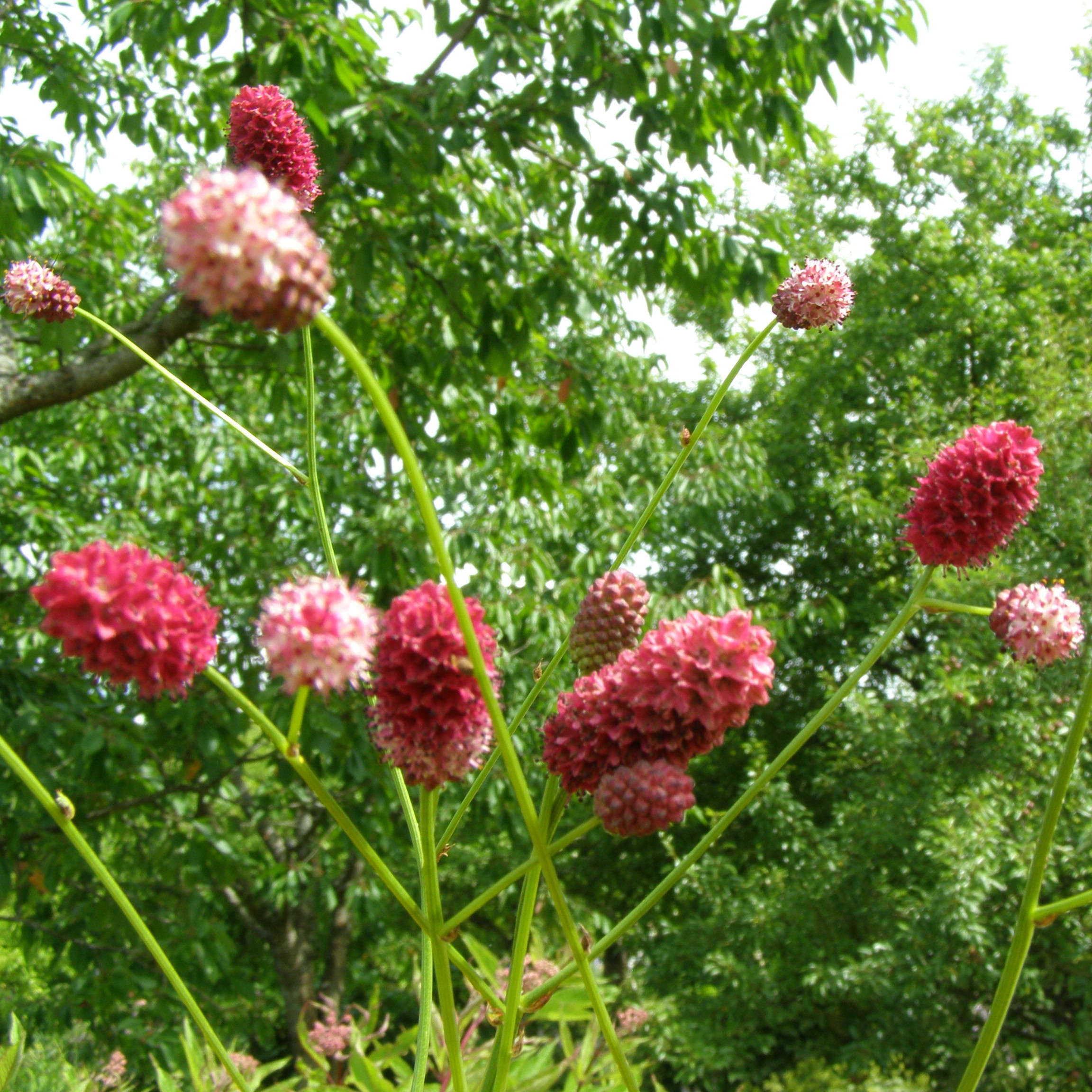 charset=InvalidCharsetId Sanguisorba 'Arnhem'