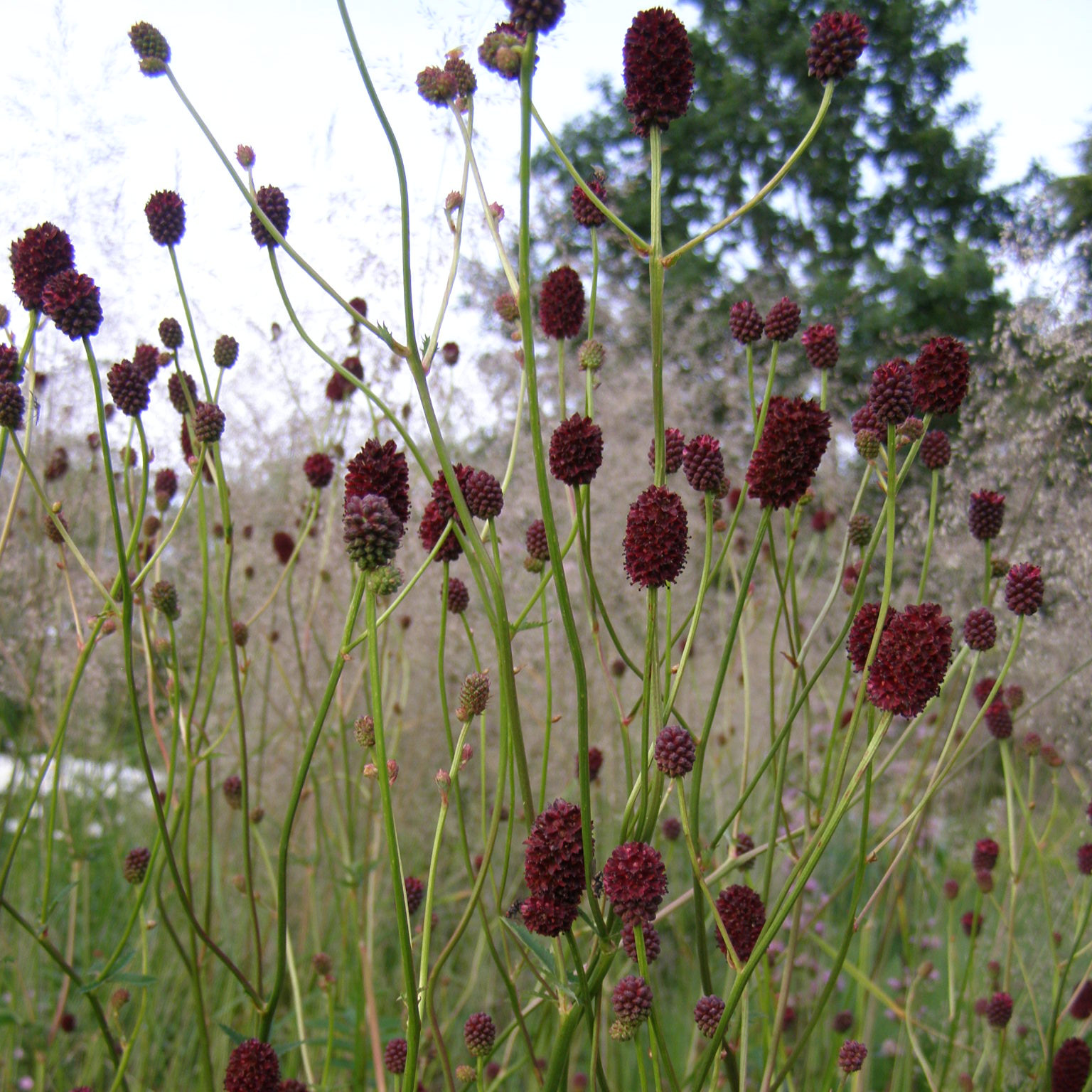 charset=InvalidCharsetId Sanguisorba 'Chocolate Tipp'