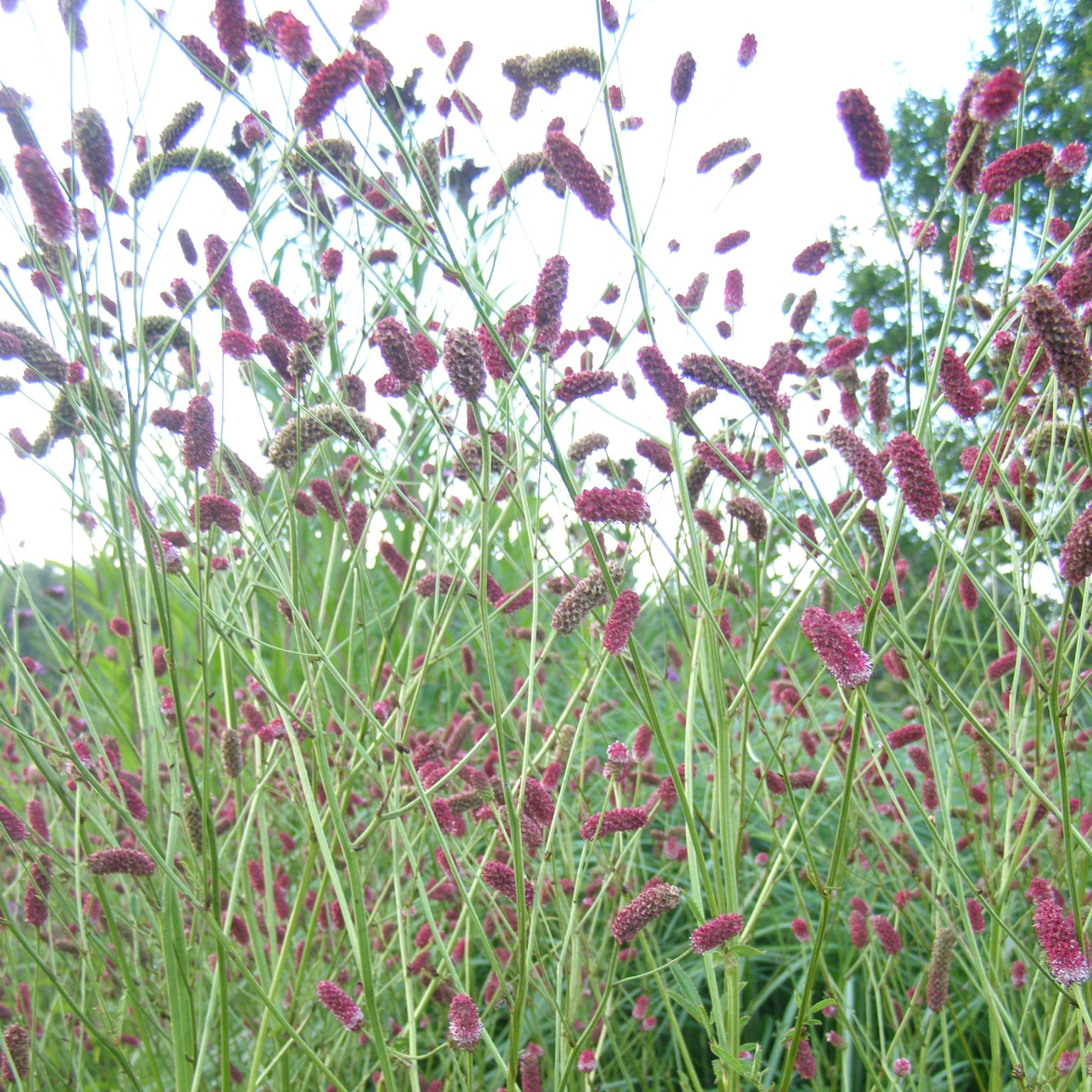 charset=InvalidCharsetId Sanguisorba 'Henk Geritson'