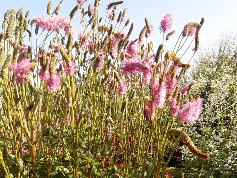 Sanguisorba_PINK_BROSCHES_1_2