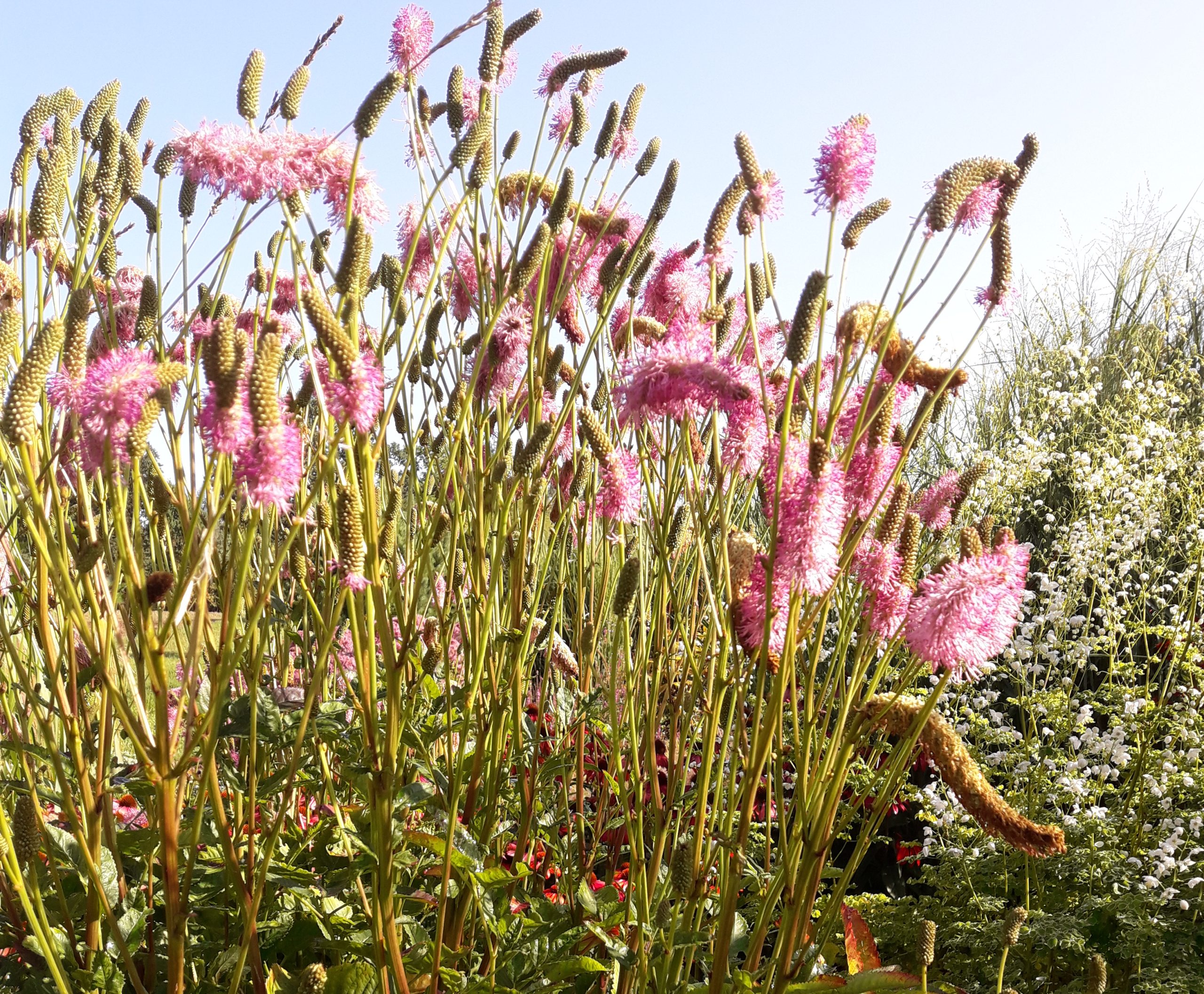 Sanguisorba PINK BROSCHES