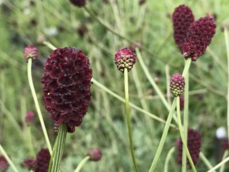 Sanguisorba_Shiro_fukurin_ziedas