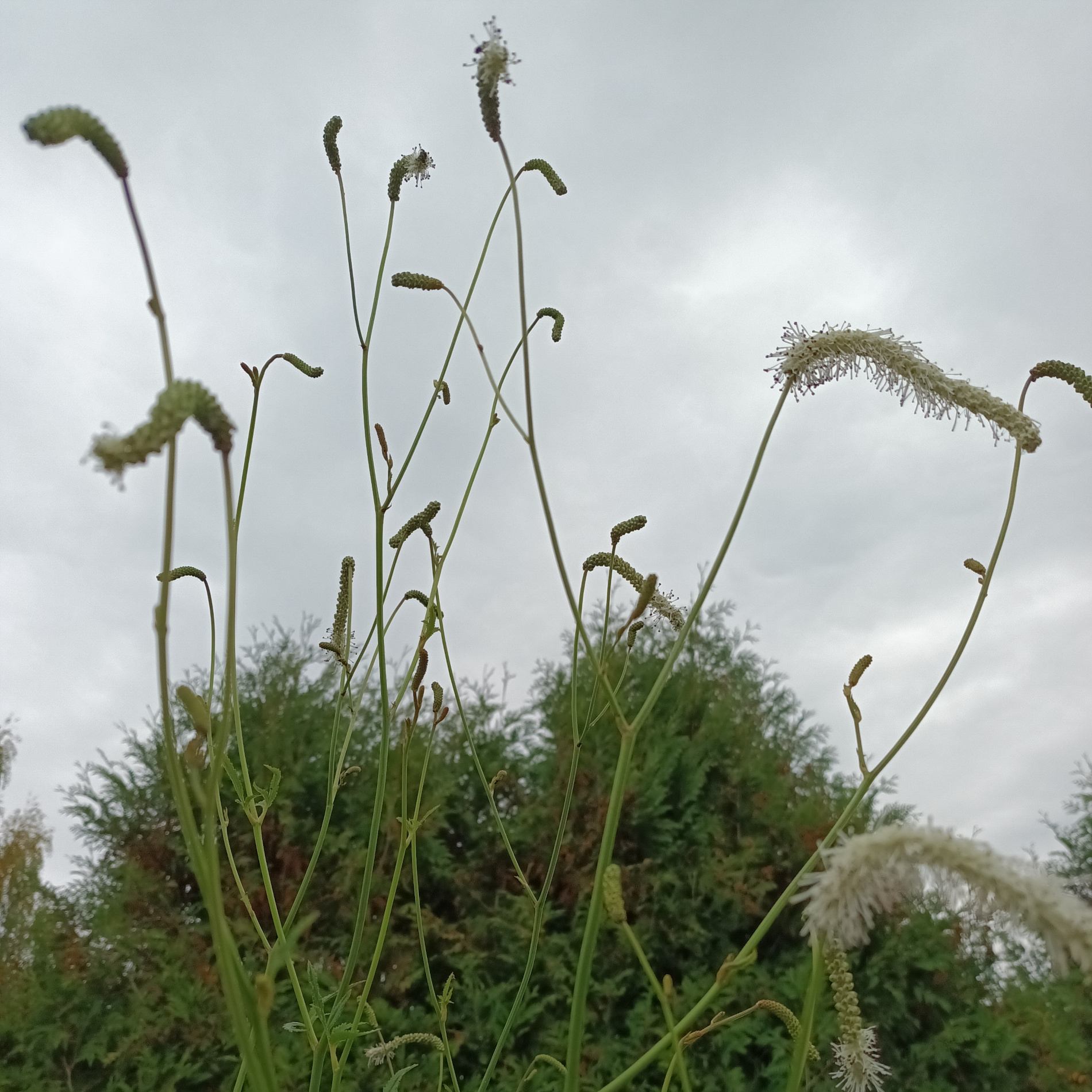 Sanguisorba 'Stand Up Comedian'