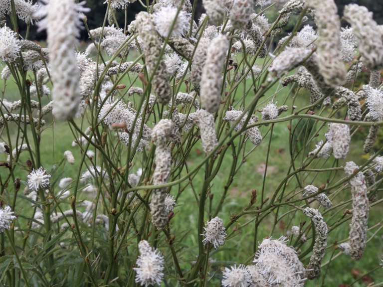 Sanguisorba_White_Tana
