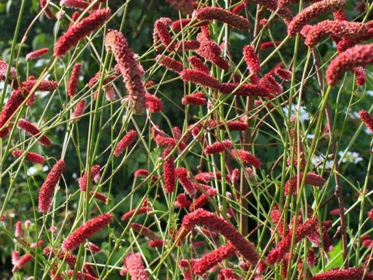 Sanguisorba_x_culturum_Scapino_x