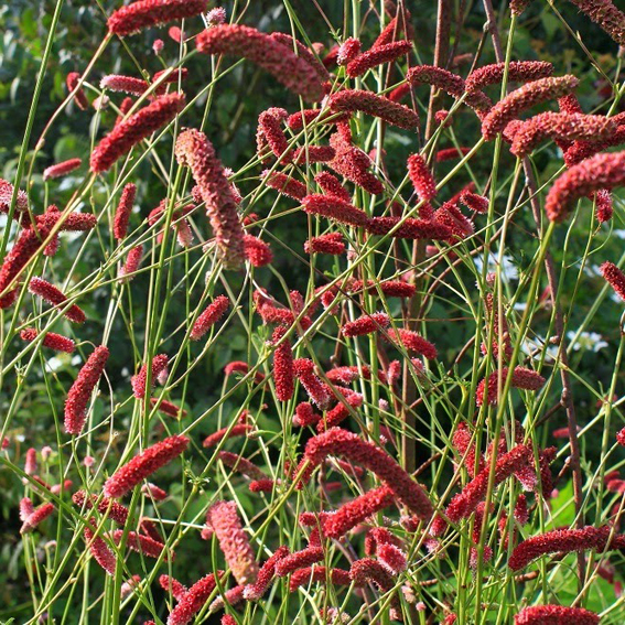 Sanguisorba culturum 'Scapino'