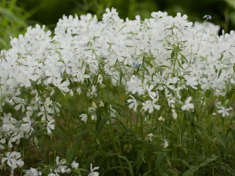 Skėstašakis flioksas WHITE PERFUME 4. Mildos Ačaitės nuotr.