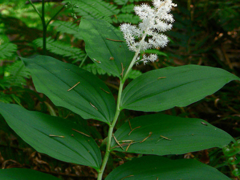 Smilacina_racemosa_1