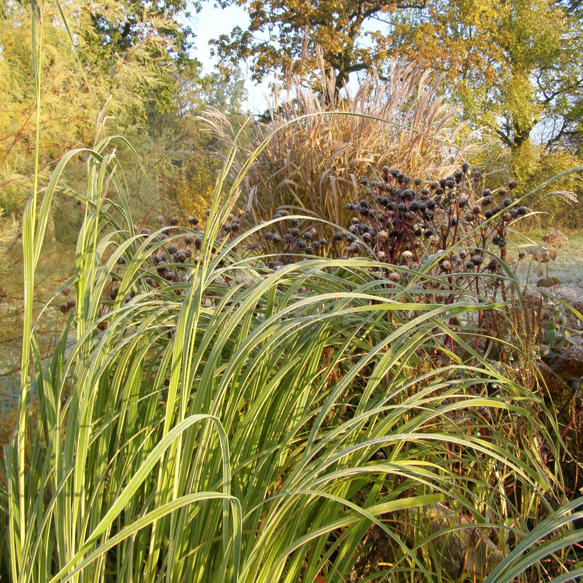 charset=InvalidCharsetId Spartina pectinata