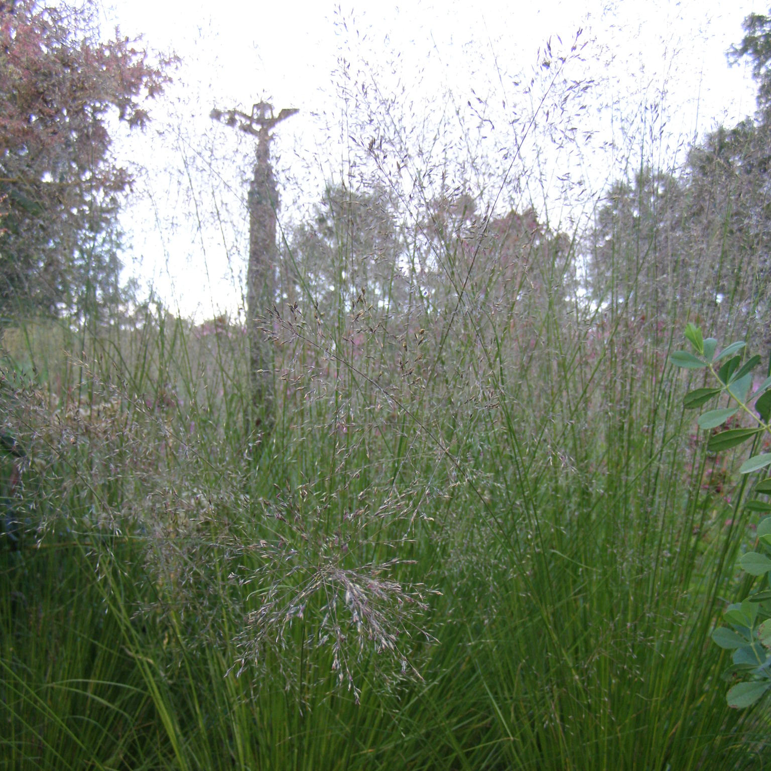charset=InvalidCharsetId Sporobolus heterolepis 'Weinheim'