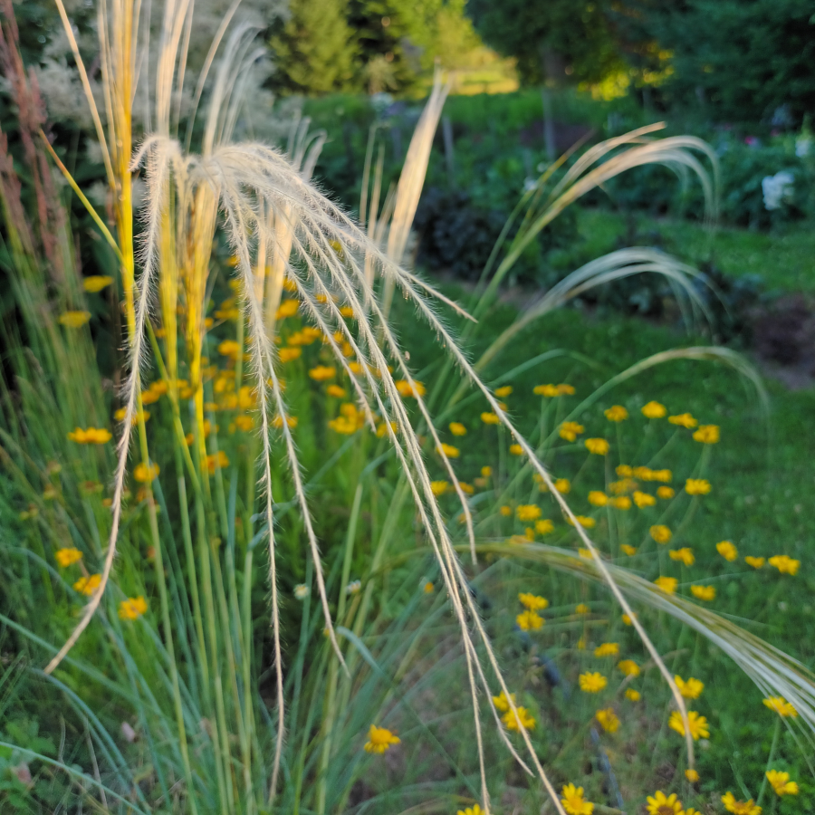 Stipa barbata