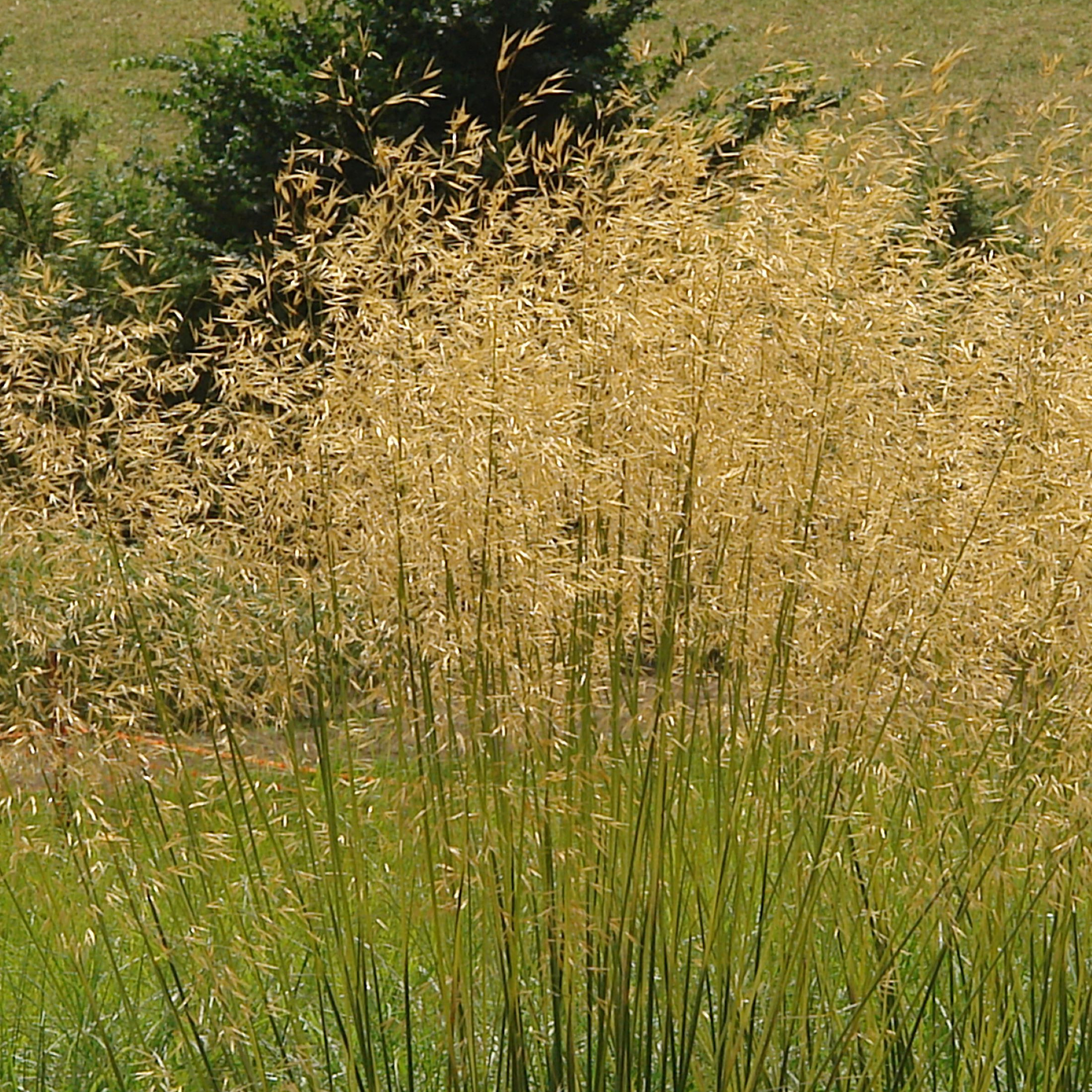 Stipa gigantea