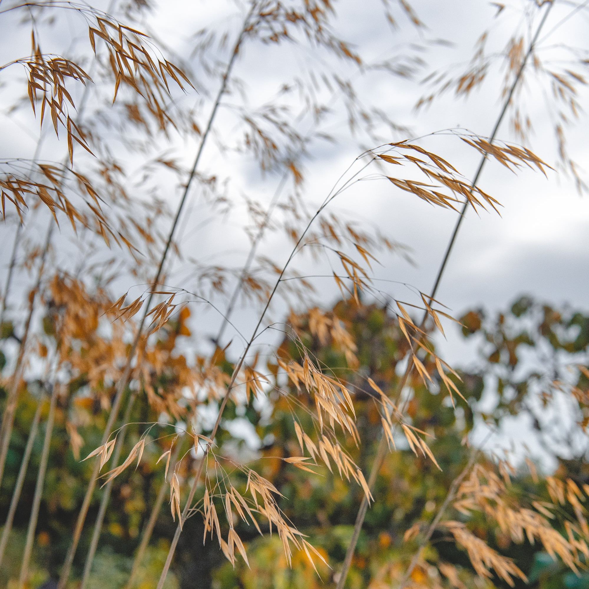 Stipa gigantea