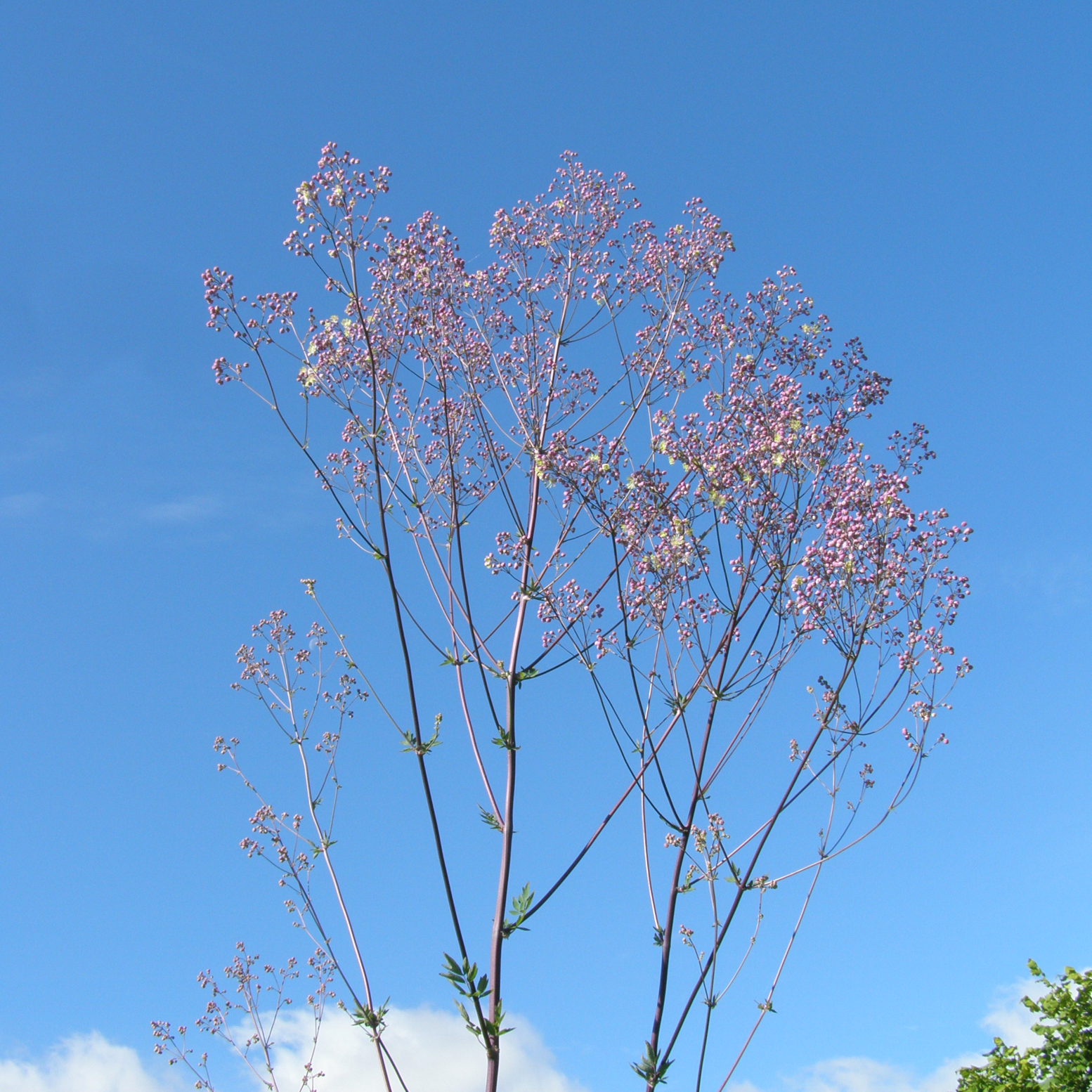 Thalictrum ANNE