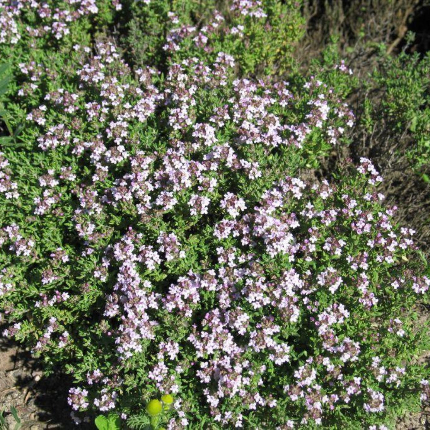 Thymus vulgaris compactus
