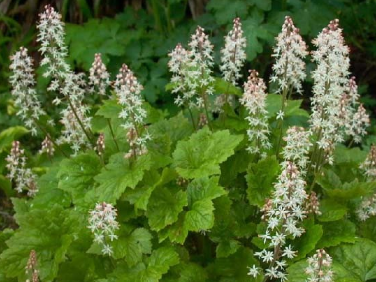 Tiarella_cordifolia_1