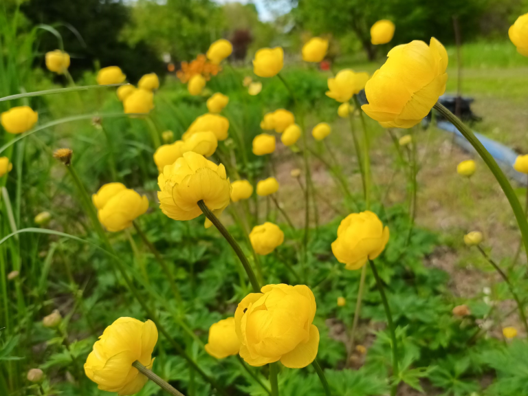 Trolius_Lemon_Quin_24