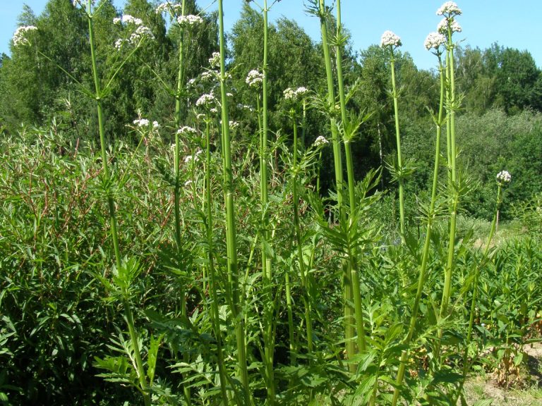 Valeriana_oficinalis