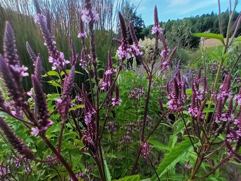 Verbena_hastata_Rosea_1