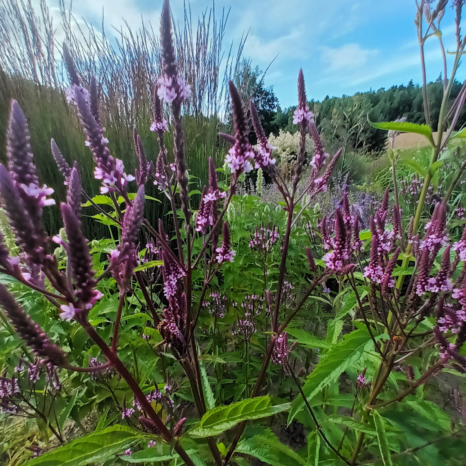 Verbena hastata Rosea
