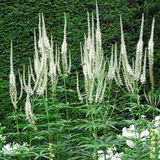 Veronicastrum virginicum Album