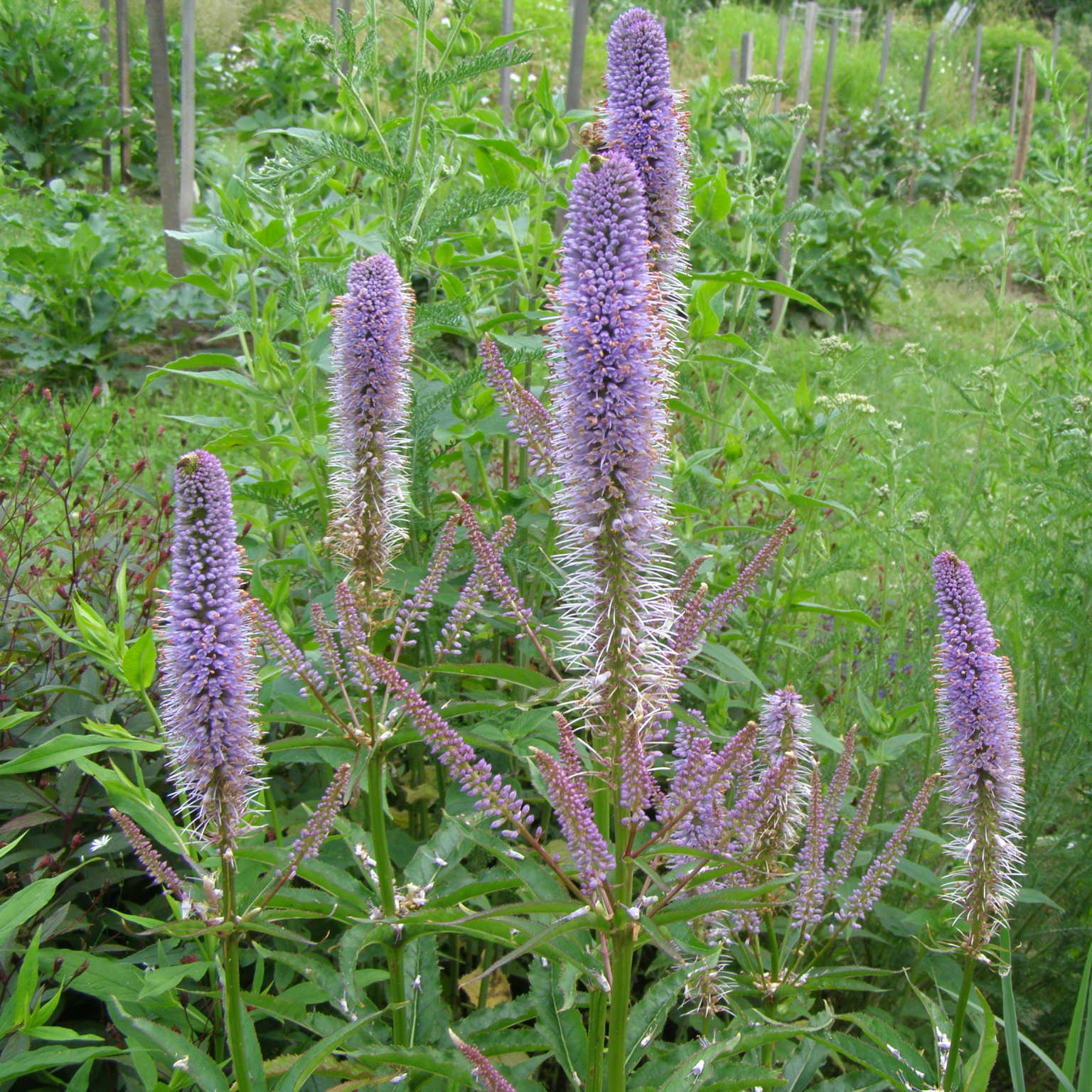 charset=InvalidCharsetId Veronicastrum CUPID