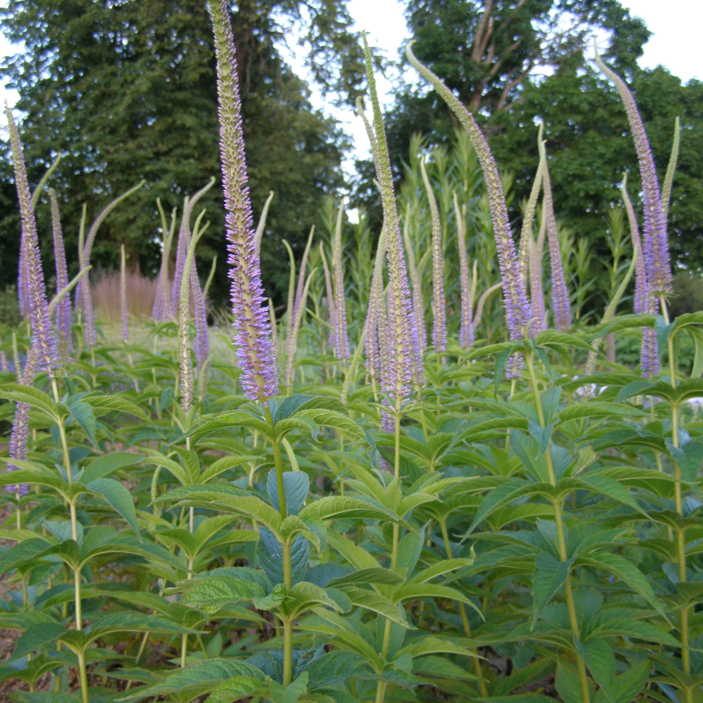 charset=InvalidCharsetId Veronicastrum virginicum APOLLO