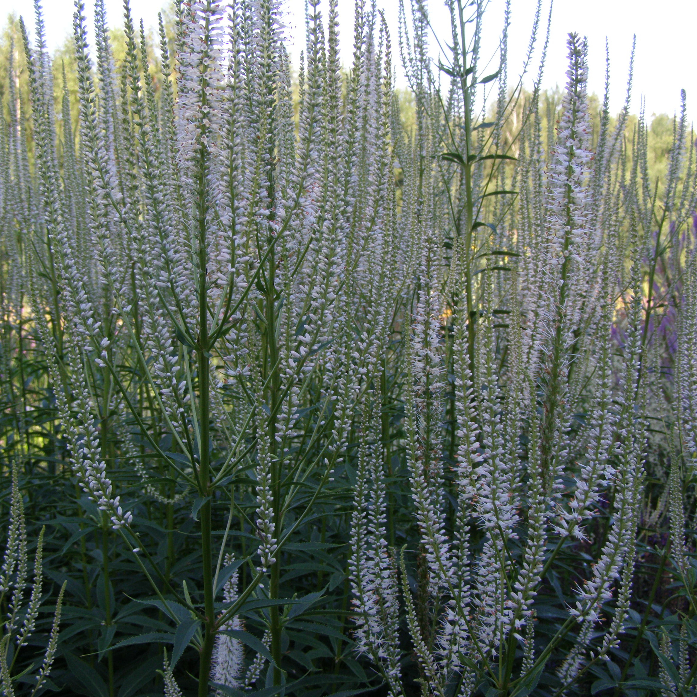charset=InvalidCharsetId Veronicastrum virginicum DIANA