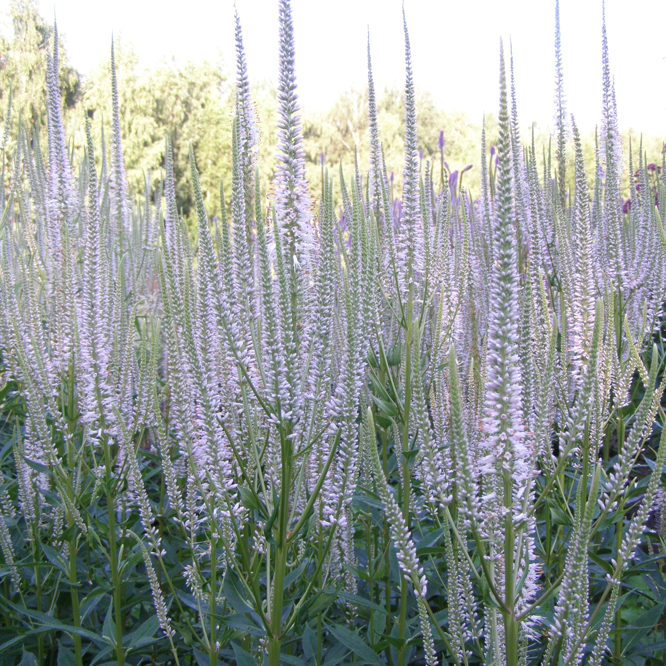 charset=InvalidCharsetId Veronicastrum virginicum PINK GLOW